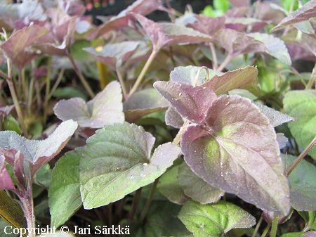 Viola adunca 'Purpurea', purppuraorvokki